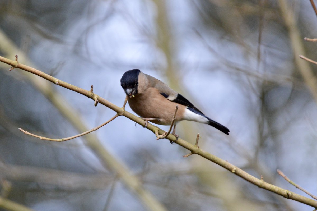 Hi Twitter,
 Some of you may know me as @wildlifephotographer13 from instagram! Well now I’m on Twitter!! I think it’s only right that my first tweet should have some bird pictures in it!  #bird #wwt #RSPB #BTO #NationalGeographic #birds #Twitter #wild #wildlife #photography