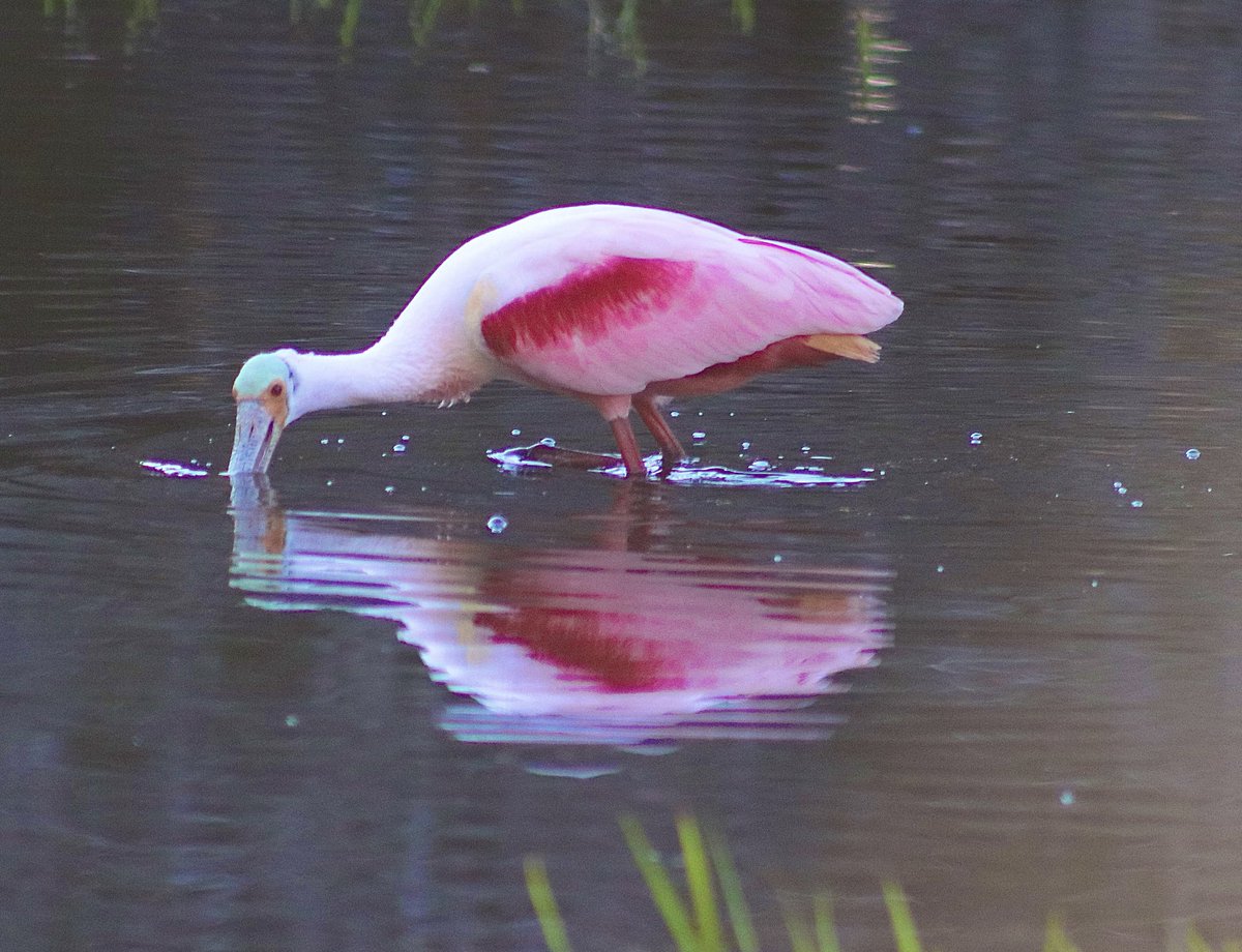 lynnsferrazza1's tweet image. #MarchReflectionChallenge #MyakkaRiverStatePark Roseate Spoonbill