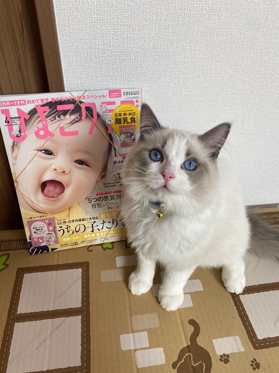 サイズ感はこんな感じ🐱 今5ヶ月で2.85kgなのですが、皆さんラグドール