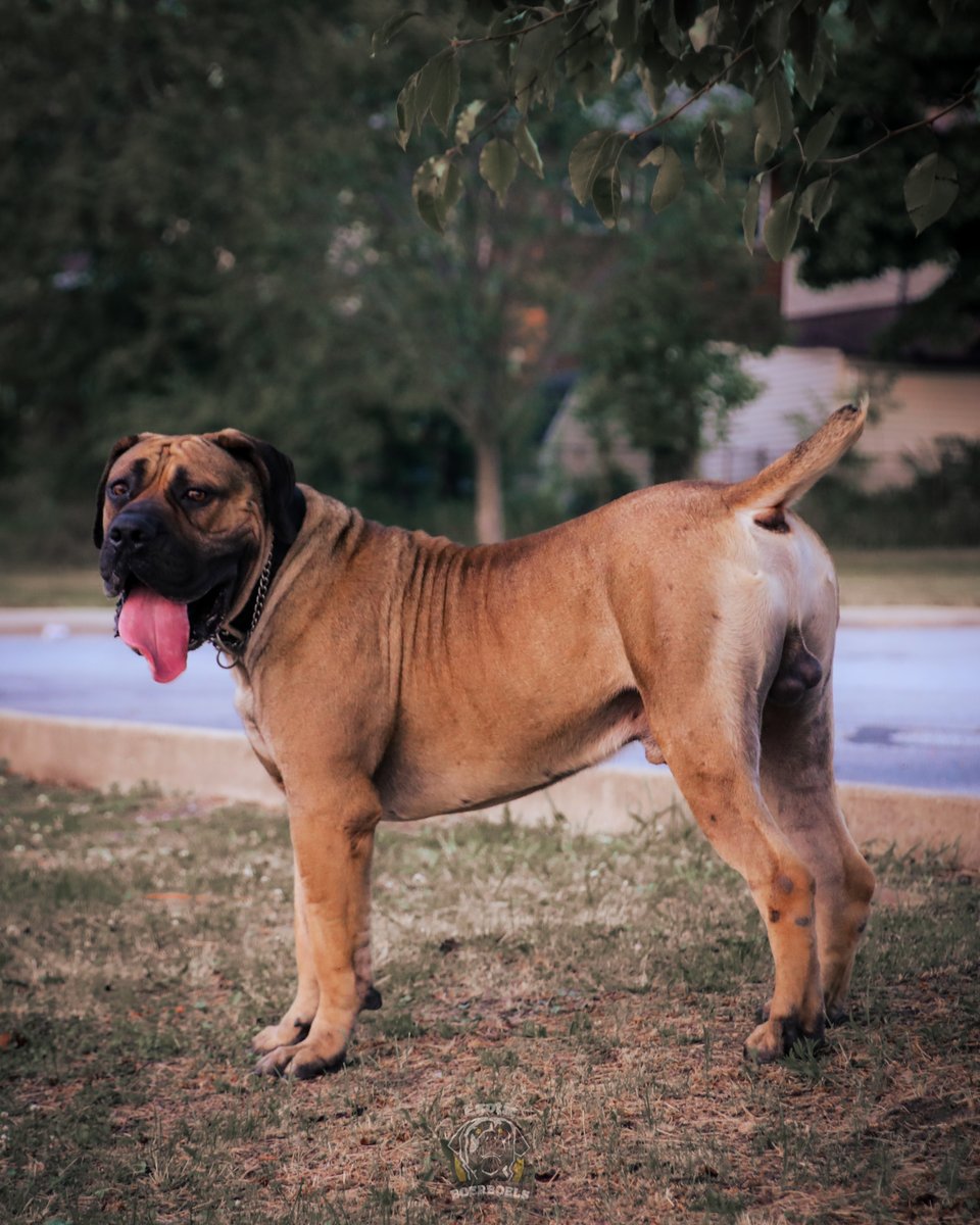 🔥🔥🔥Producing top-quality Boerboels has always been our #1 rule.

One of the best studs that we have here in our bloodline is Exotics Joku💯🐶. He is athletic, has great physical attributes, and has a very good temperament. 😎❤

#boerboels #boerboelmastiff #exoticboerboels