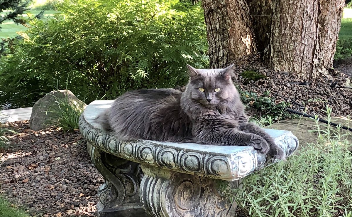 KummerCk's tweet photo. Ohhh 😯 I just finished the master (by SoundLab @cdbaby ) of a new tune and getting ready for release. Follow me on @Spotify now. 😻 #CatsOfTwitter #NewMusic #inApril https://t.co/ETWookIwjK
