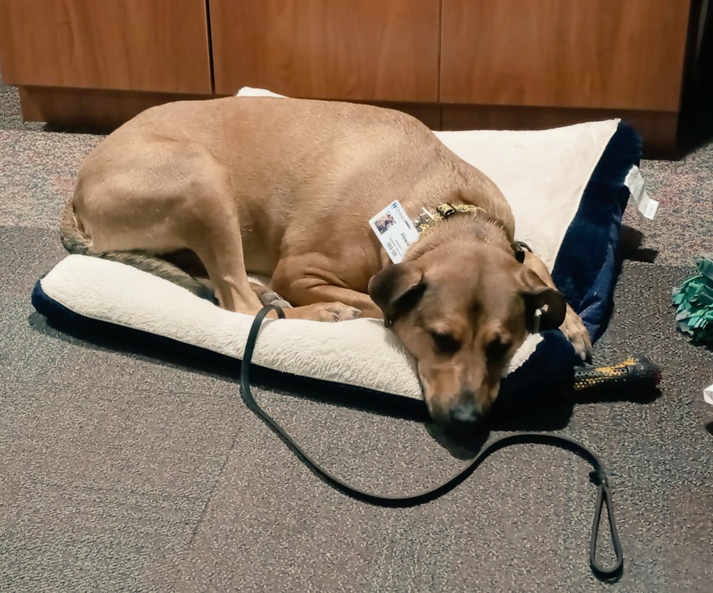 SSS_Howie's tweet photo. Work? At 7:30 in the morning? That's way too early! You have fun though.
#TherapyDog #goodmorning #SleepingBeauty #dogsoftwitter #K9 #Dog #NationalPuppyDay https://t.co/kvD8oW9hqE