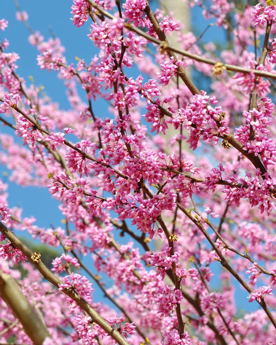 NCBotGarden's tweet photo. One of our most beloved native trees, eastern redbud (Cercis canadensis) is common in the woods and along roadsides in our area. It's a member of the pea family — you'll see its pod-like fruits later in the season — but for now, redbud flowers are drawing in loads of bees. https://t.co/xcao3YOScC