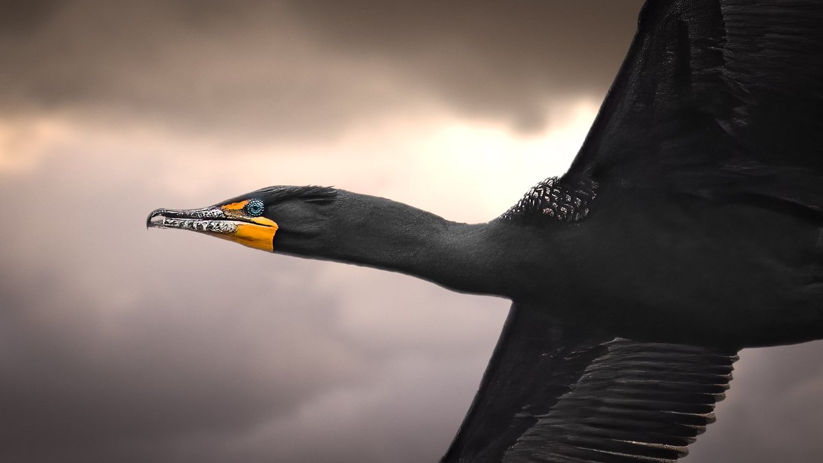JayHimesPhoto's tweet photo. Great Cormorant  #cumberlandcountypa #photography #wildlifephotography https://t.co/YSQxcVz6ut
