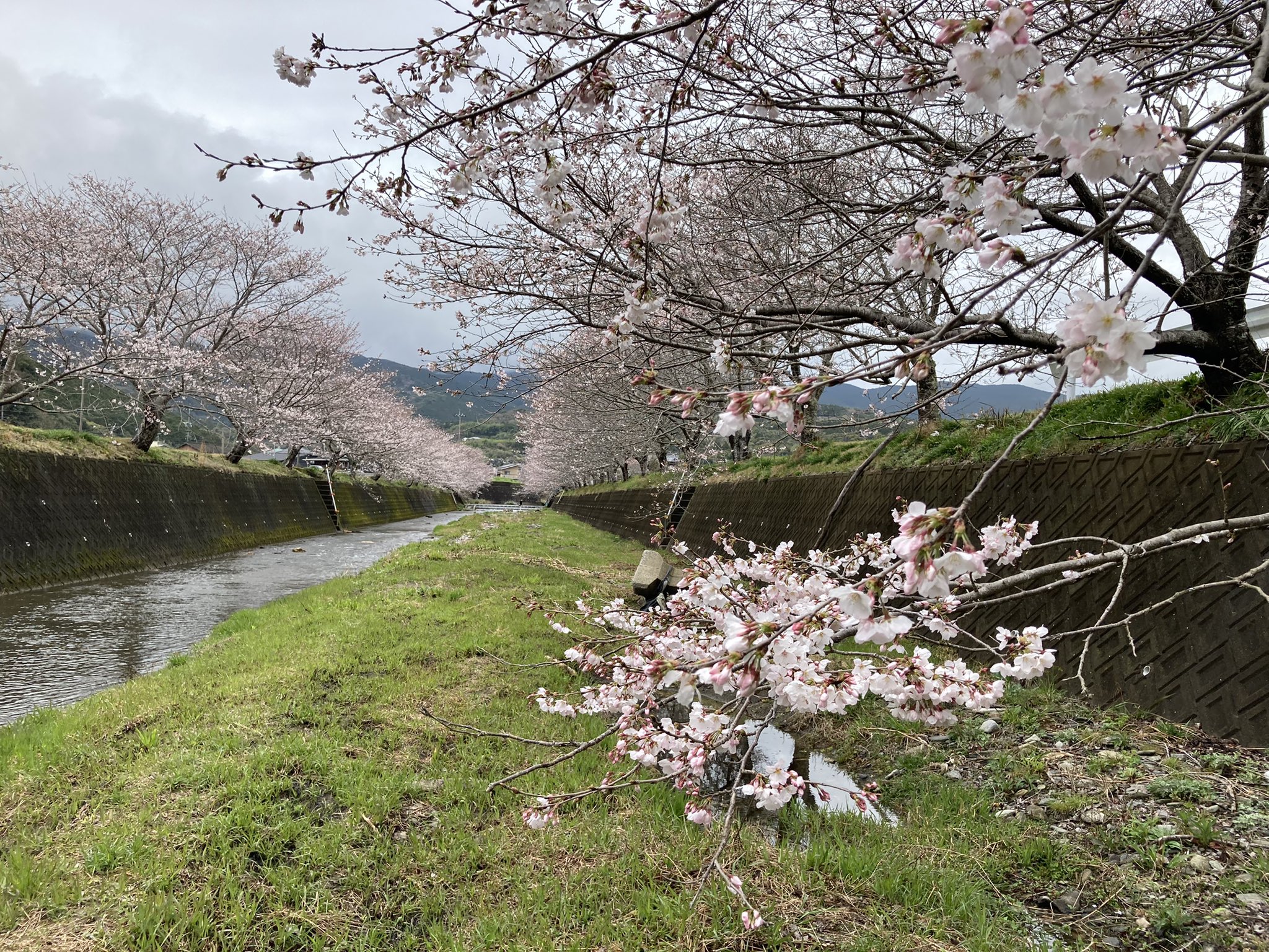 長崎市琴海地域センター 琴海戸根川の桜 は まだ四分咲きほどです 戸根公民館 西部青果さん横 琴海クリーンセンター裏に臨時駐車場を3月30日まで開設していますのでご利用下さい なお 今年の琴海花まつりは新型コロナ感染拡大防止のため ライト