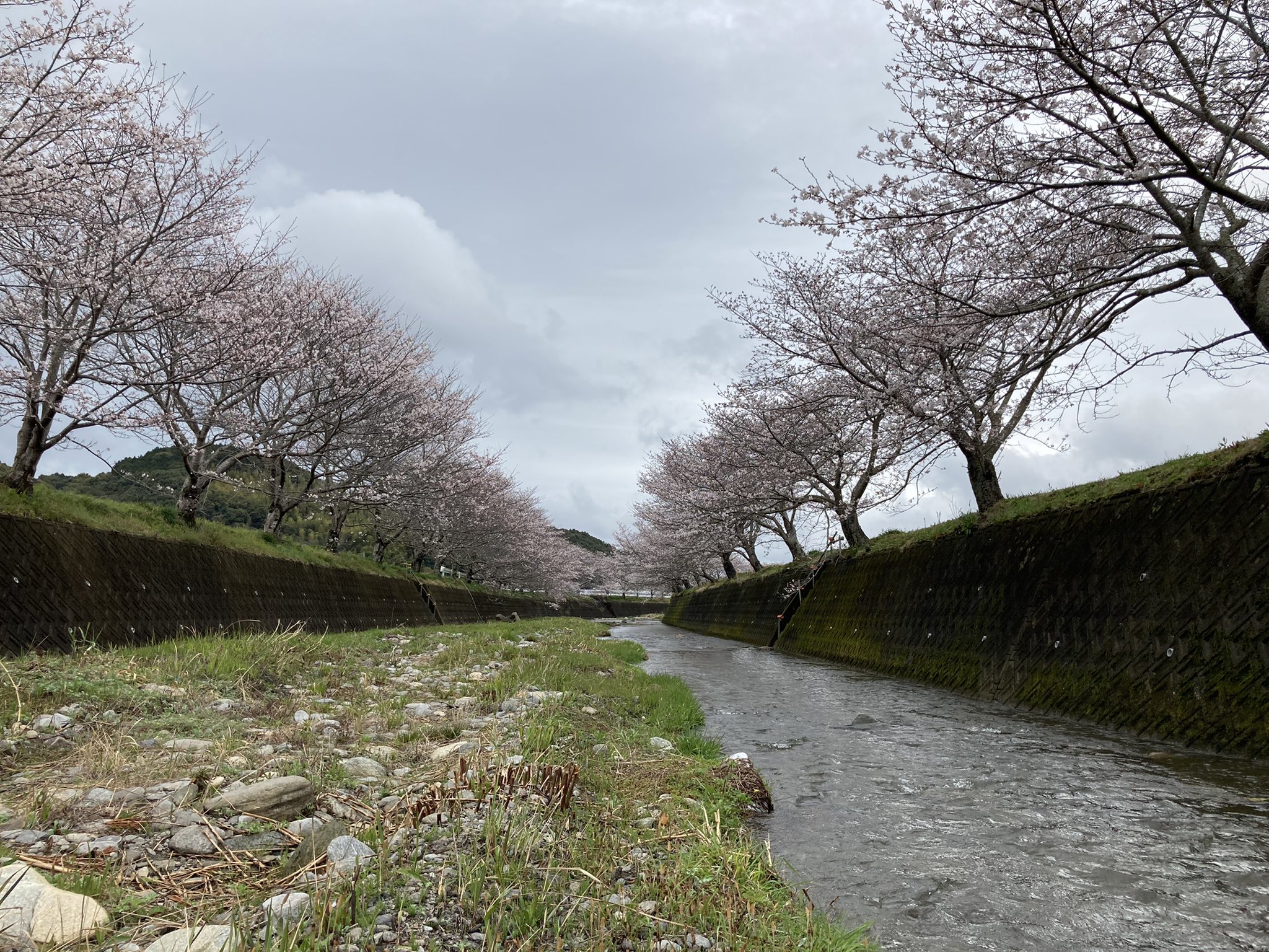 長崎市琴海地域センター 琴海戸根川の桜 は まだ四分咲きほどです 戸根公民館 西部青果さん横 琴海クリーンセンター裏に臨時駐車場を3月30日まで開設していますのでご利用下さい なお 今年の琴海花まつりは新型コロナ感染拡大防止のため ライト