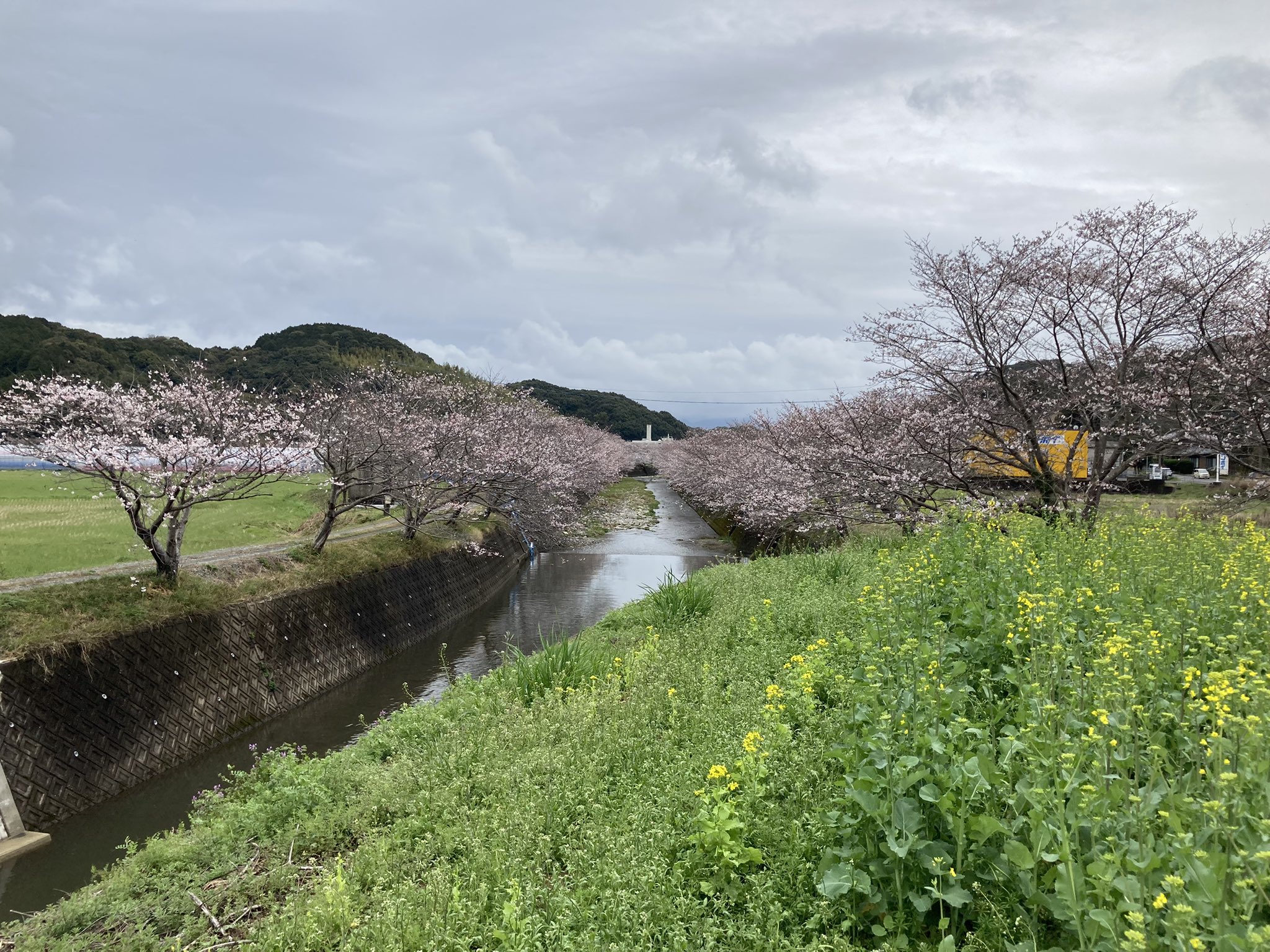 長崎市琴海地域センター 琴海戸根川の桜 は まだ四分咲きほどです 戸根公民館 西部青果さん横 琴海クリーンセンター裏に臨時駐車場を3月30日まで開設していますのでご利用下さい なお 今年の琴海花まつりは新型コロナ感染拡大防止のため ライト