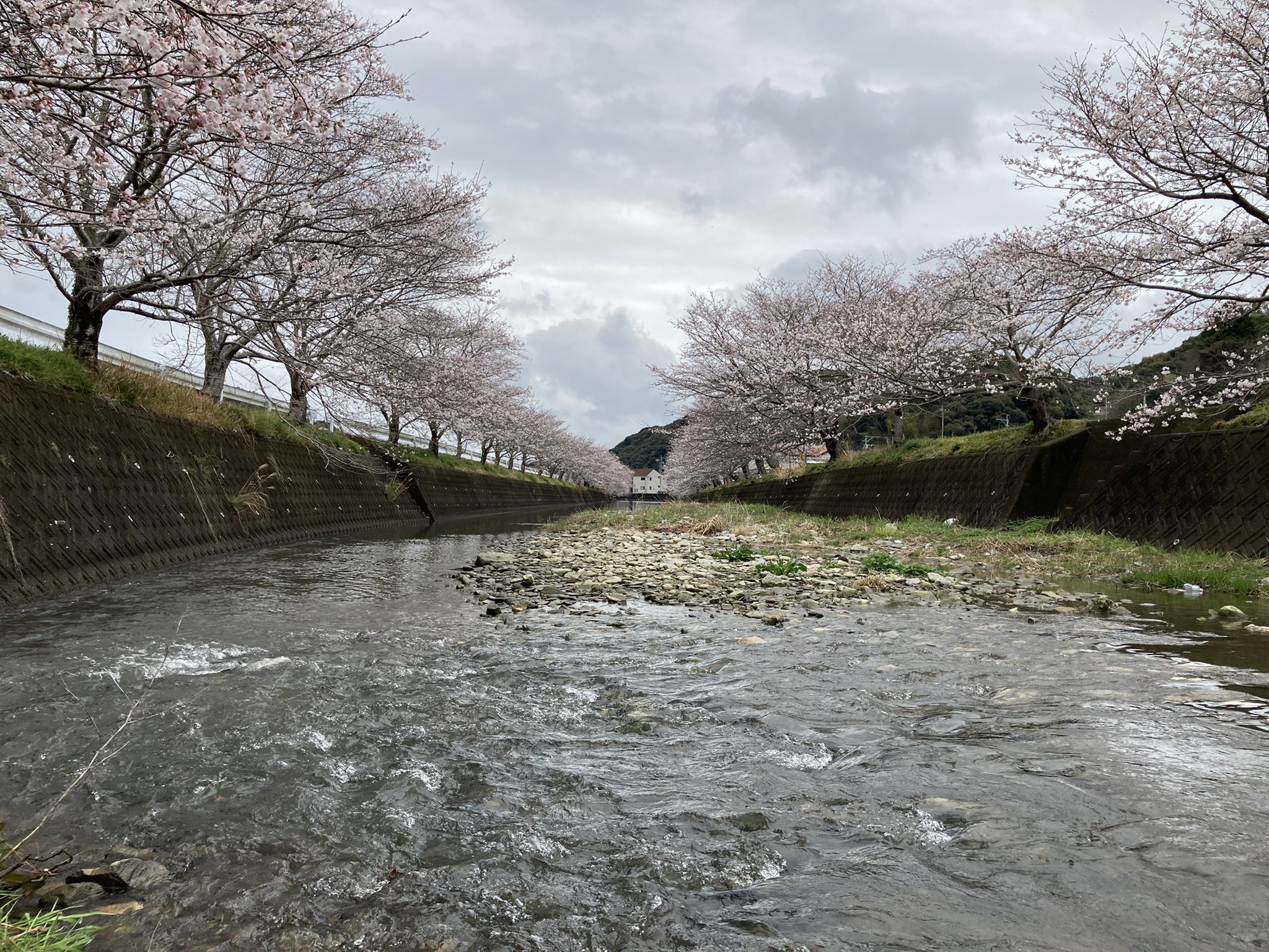 長崎市琴海地域センター 琴海戸根川の桜 は まだ四分咲きほどです 戸根公民館 西部青果さん横 琴海クリーンセンター裏に臨時駐車場を3月30日まで開設していますのでご利用下さい なお 今年の琴海花まつりは新型コロナ感染拡大防止のため ライト