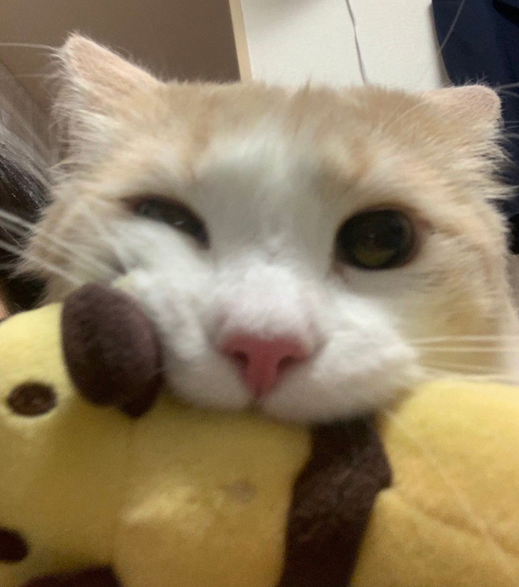 yu36874377's tweet photo. 自撮りする猫

#猫
#ノルウェージャンフォレストキャット
#自撮り
#キリン https://t.co/dMIb7mk45O