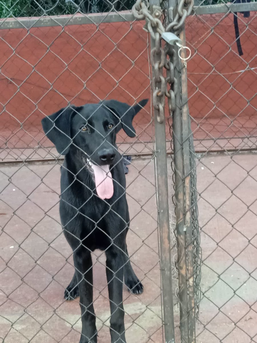 adzu_va's tweet photo. @En_laDelValle Vecinos, este cachorro fue rescatado de muy malos tratos. Lo tenían en una azotea al sol por ser muy juguetón, no le daban de comer y no lo sacaban a pasear. Solicitamos ayuda para que encuentre un hogar donde lo quieran mucho. https://t.co/Pw6pk0wOjg