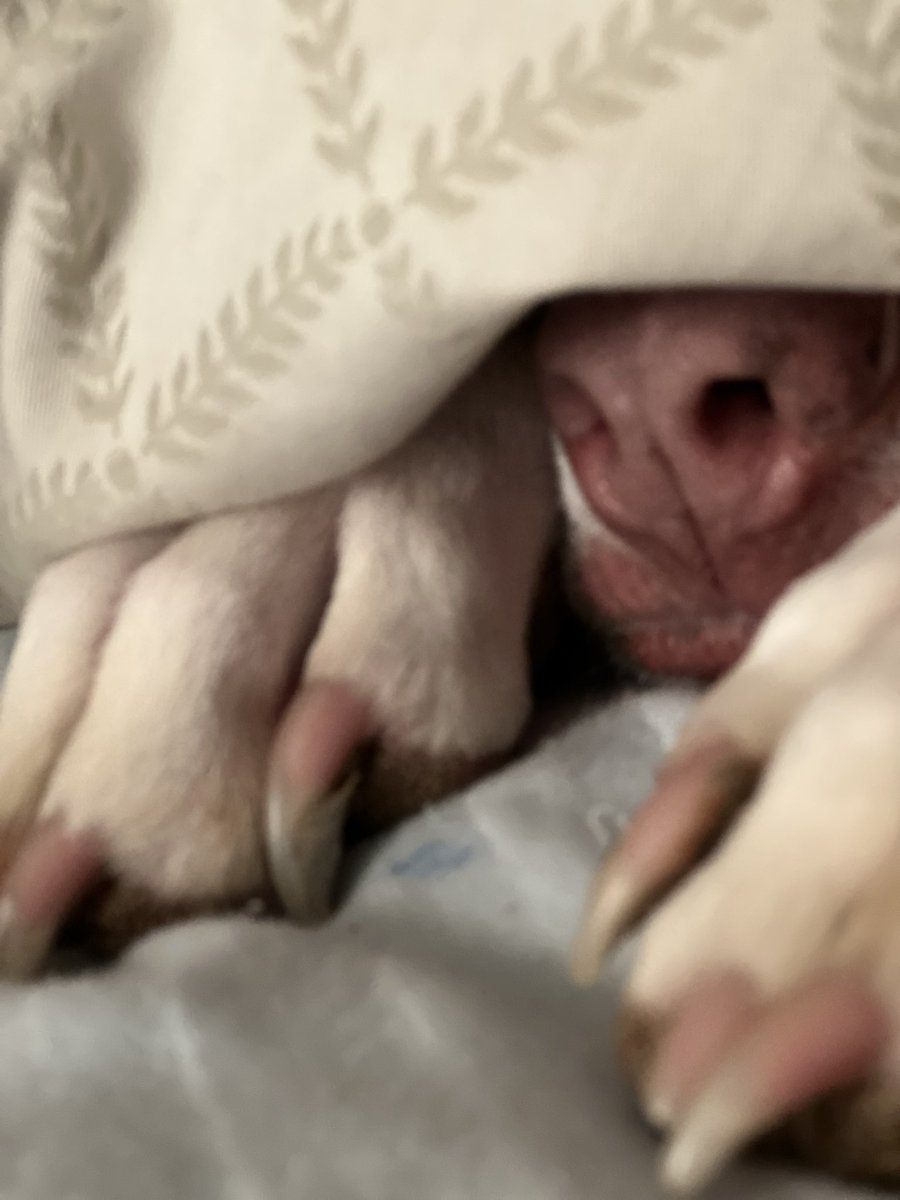adarbe3's tweet photo. There’s a monster in my bed #pearl  #dogsoftwitter #monster #americanbulldog https://t.co/IqgMIuPkEi