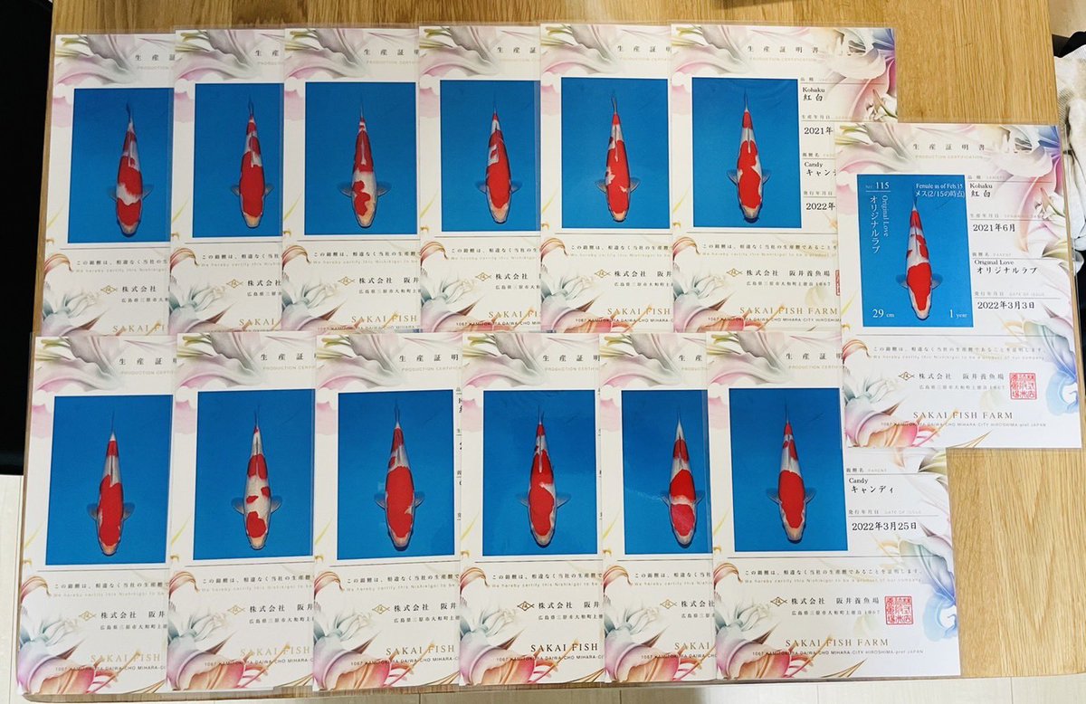 ★阪井養魚場★春のオークション
ジャンボ当才を仕入れました！
現時点ですべてメスです！