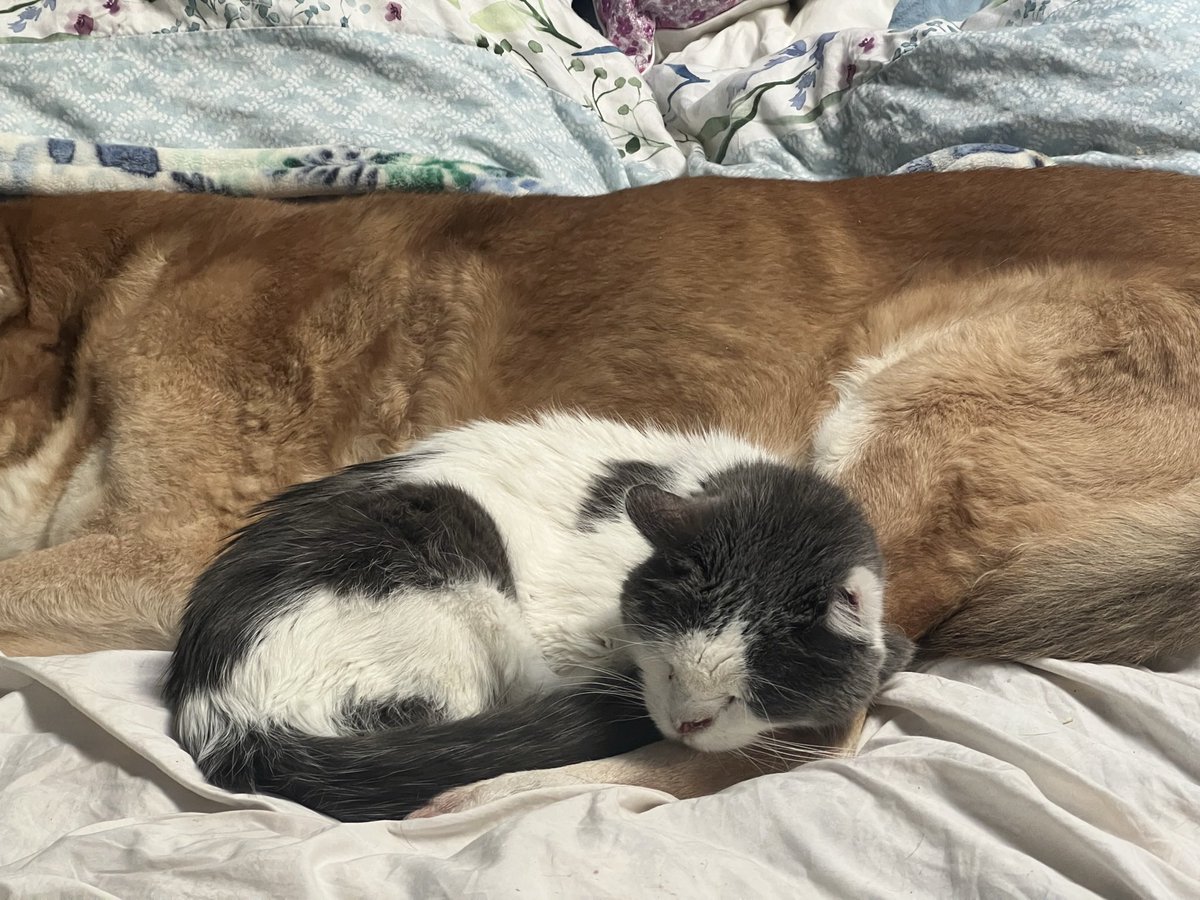 Buddy the Dog and Nellie Jelly Belly tweet media