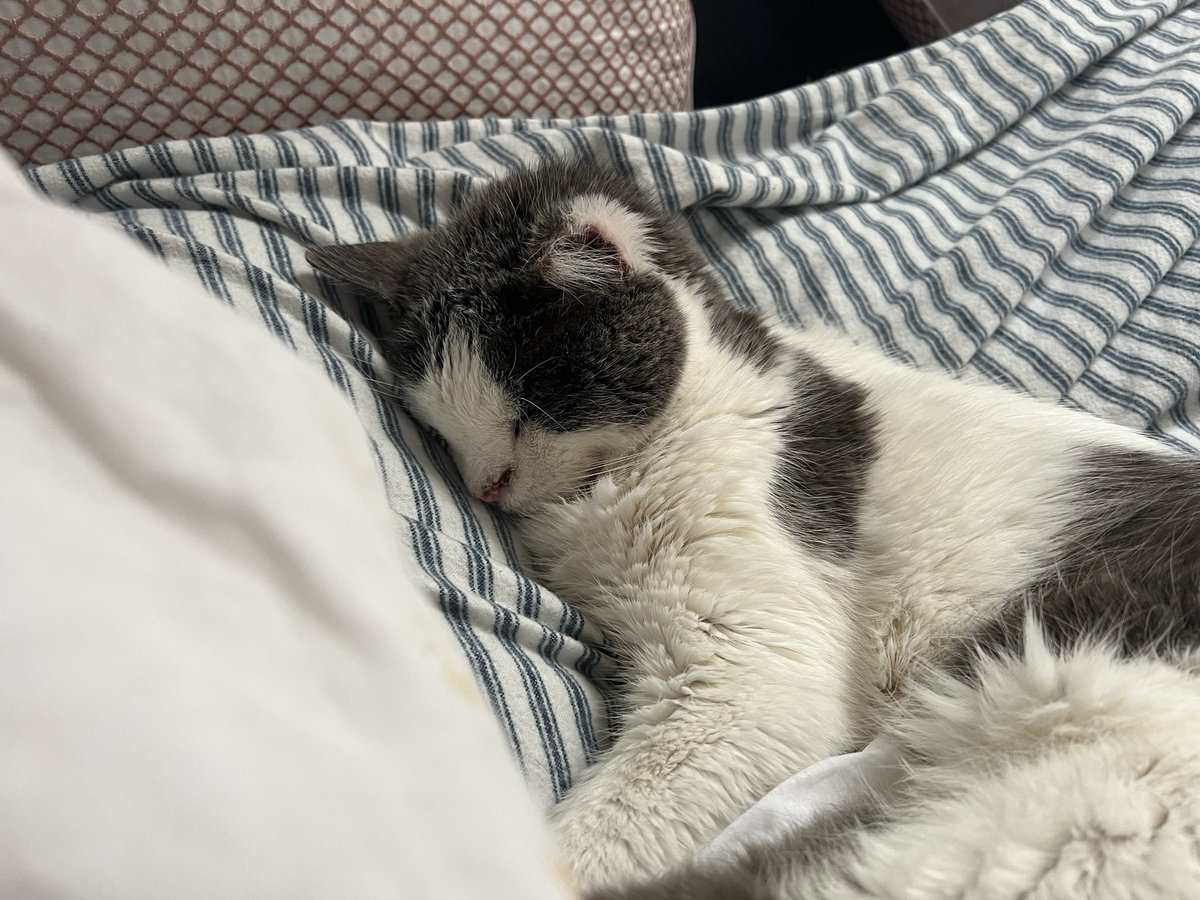 Buddy the Dog and Nellie Jelly Belly tweet media