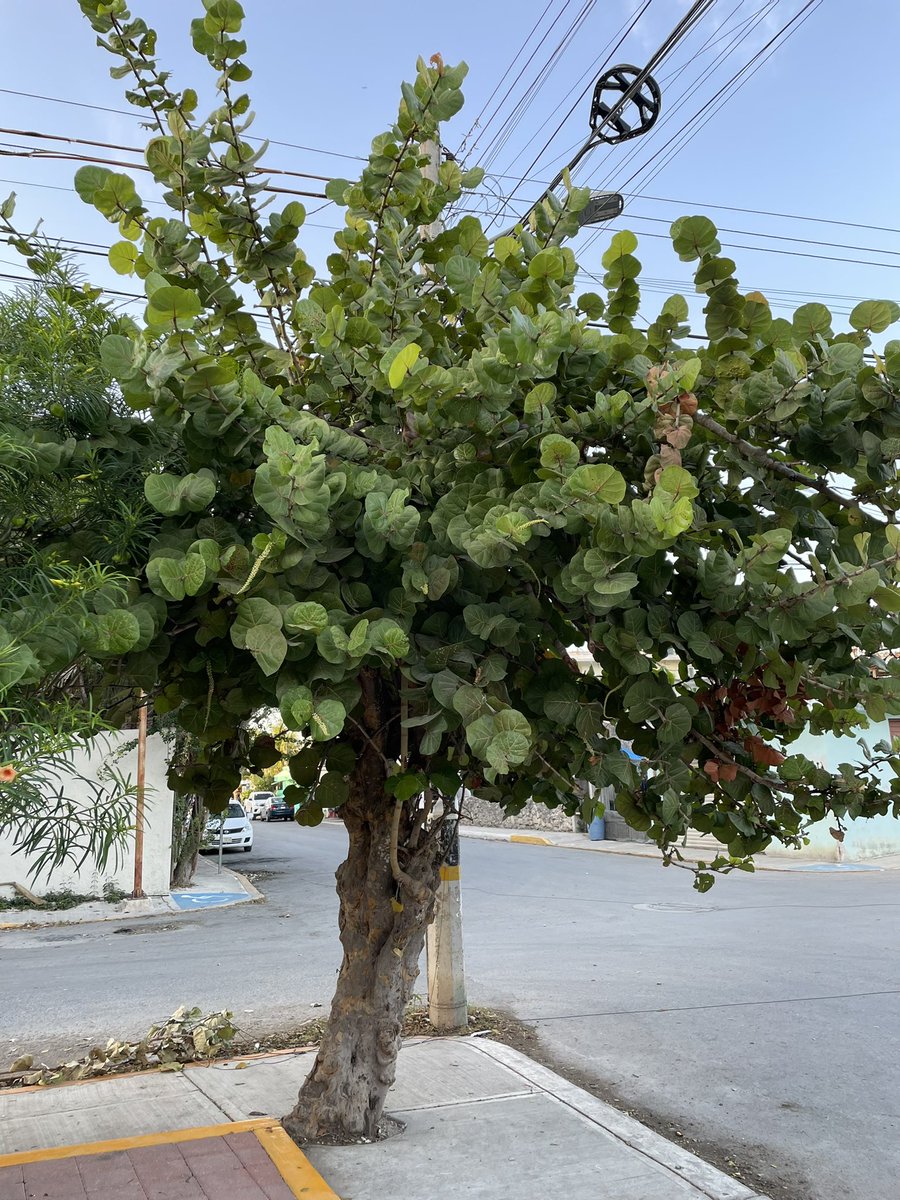 Liane Ake tweet media