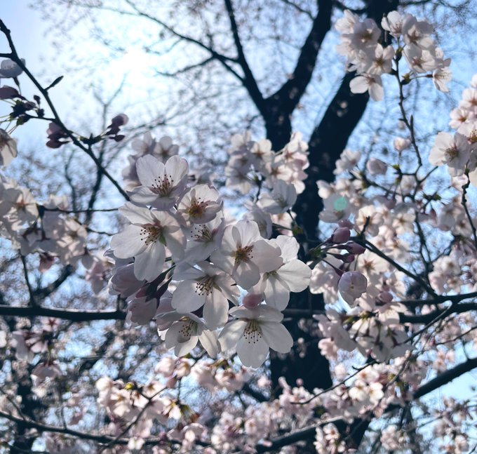 近所の公園も良い感じに咲いてきた! 