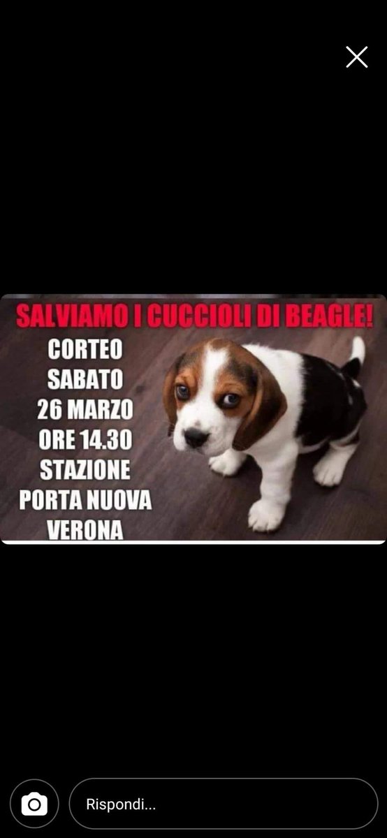 MiToVegano's tweet photo. #fuori i #beagle da #aptuit ✊🏻🐾🌱💙 https://t.co/itHdX6cnhH