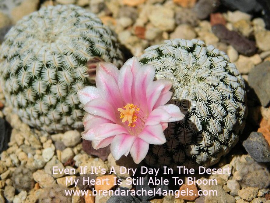 маммиллярия зейльмана. кактус маммиллярия. опунция, маммиллярия. кактус маммиллярия. маммиллярия наиколючейшая.