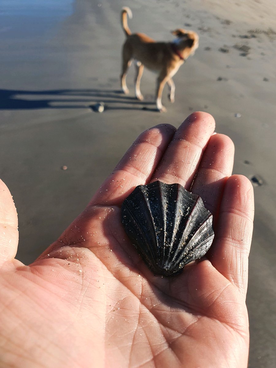 OffTherapy's tweet photo. Today's thought of the day, switch off the TV and delight yourself in the small blessings around you.
Self Care Saturday #Saturday #delights #ocean #mindfulness #beachwalks #shells #universe #gifts #counselling #coaching #reconnect #nature #weekend #stressbuster #getoutside https://t.co/xD14Jy7oiD