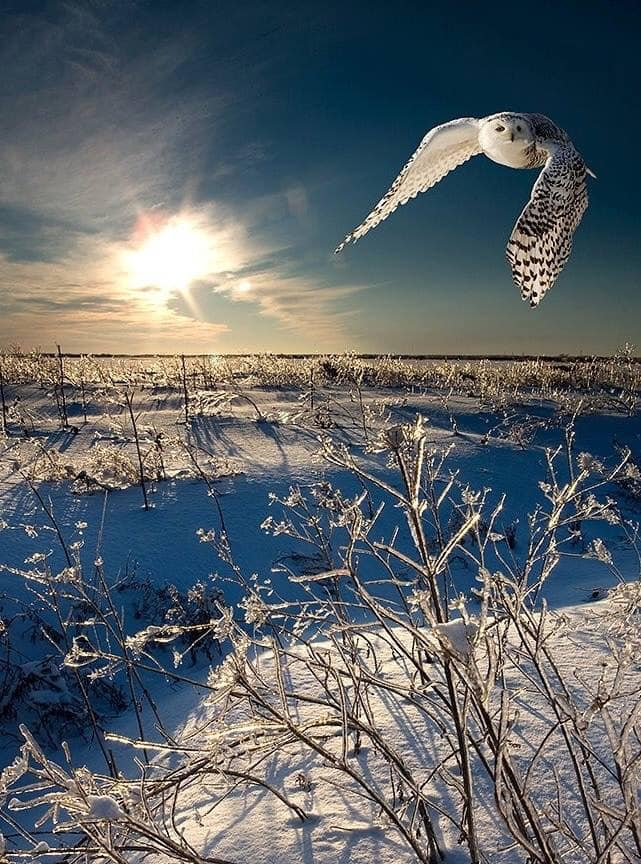 Wow! What an amazing shot
#naturephotography