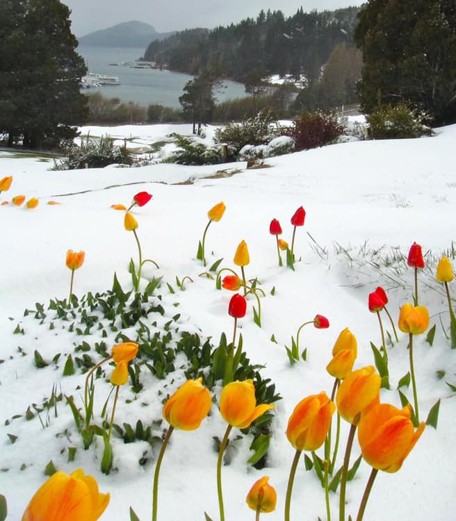 Tulips Blooming in The Snow 🌷
#naturephotography