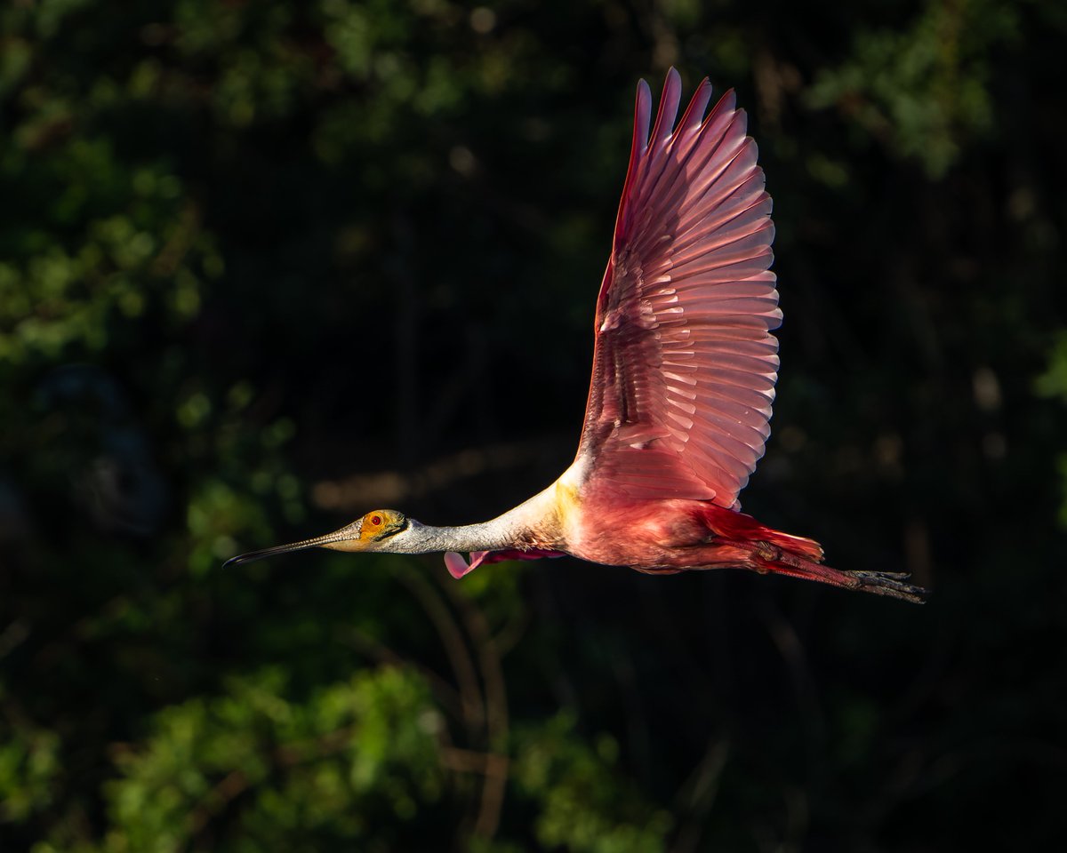 Roseate Spoonbill catching some mid-flight light...
#photography #NaturePhotography #wildlifephotography #thelittlethings