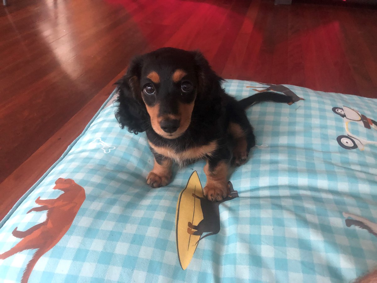 Mitch21887293's tweet photo. @JagexTyran i got banned please.. review this i wasnt botting my username is 'im so pog' look at my puppy https://t.co/7EBnLncpG8