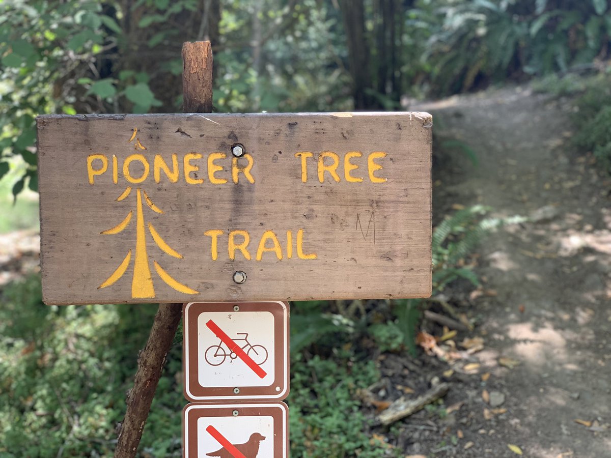 JennHoffReports's tweet photo. I am gutted. ๐ฉ
Redwood trees hold a very special place in my heart. Iโm thankful my husband and I got to see the โole #PioneerTree last summer. Thank you for preserving it for so long, @CAStateParks. ๐ https://t.co/7wQsRdFYAe