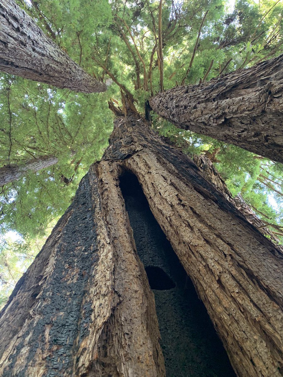 JennHoffReports's tweet photo. I am gutted. ๐ฉ
Redwood trees hold a very special place in my heart. Iโm thankful my husband and I got to see the โole #PioneerTree last summer. Thank you for preserving it for so long, @CAStateParks. ๐ https://t.co/7wQsRdFYAe