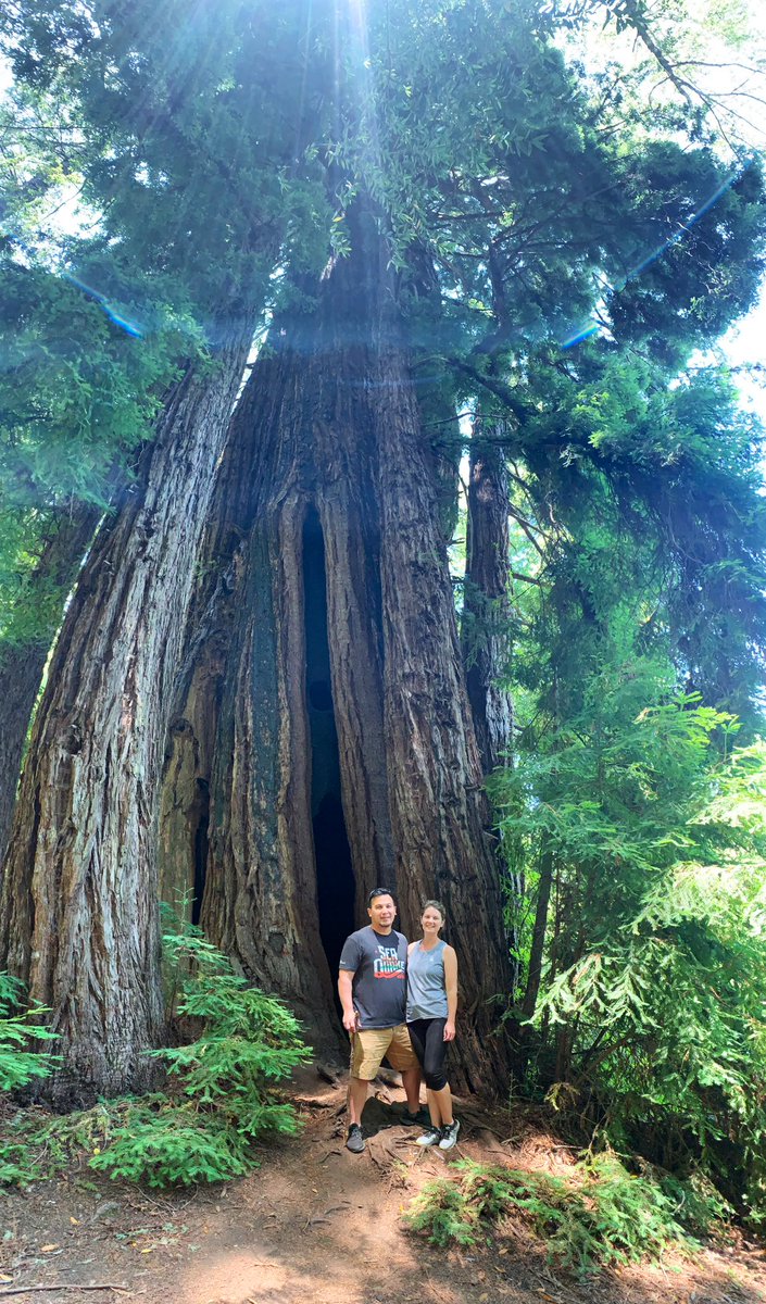 JennHoffReports's tweet photo. I am gutted. ๐ฉ
Redwood trees hold a very special place in my heart. Iโm thankful my husband and I got to see the โole #PioneerTree last summer. Thank you for preserving it for so long, @CAStateParks. ๐ https://t.co/7wQsRdFYAe