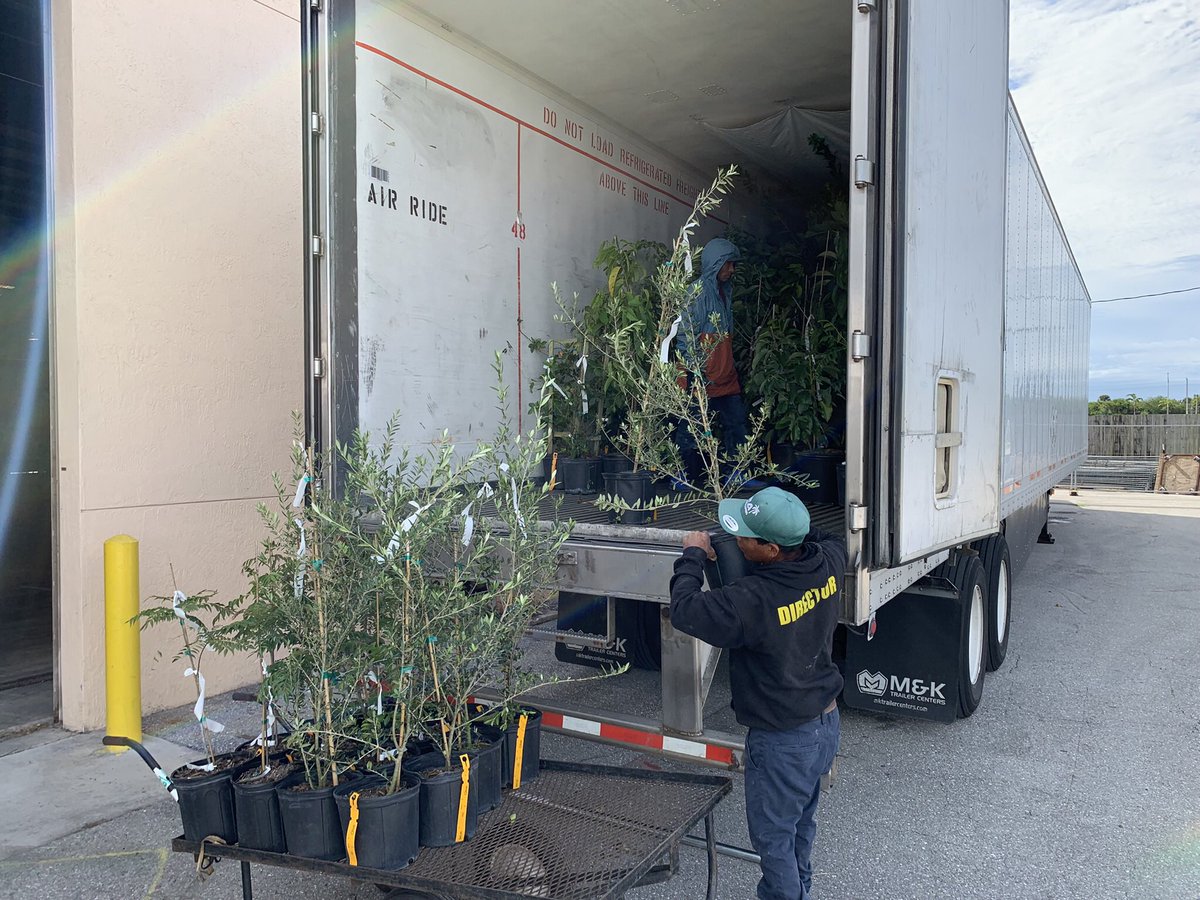 RareFruit_PB's tweet image. PLANT SALE!!
LOOK FOR THE ORANGE ROOF BUILDING. 
Agriplex @ Fairgrounds. 
See you at 9. 

#rarefruit #rarefruittrees #rarefruits #gardening #plantsale #healthyfood #growyourownfood #plinia #florida #westpalmbeach #fruittrees