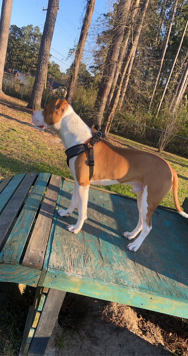 Let’s see your SIDE SHOT😍🥺 Ace &amp; Deuce had a great day at the park, did you?????