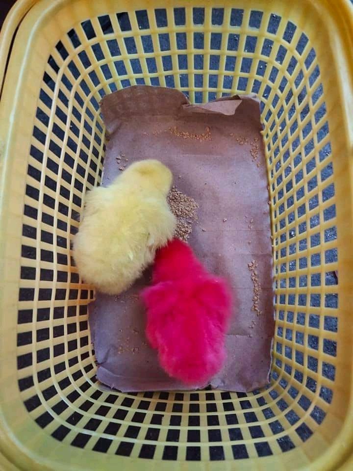 Ynnah1995's tweet photo. @8YhQJHx3vN2lI2P survey palang dami na nag iiyakan.. 😆😆😆 share ko lang sisiw ko dilaw at pink ,😆 https://t.co/9X7xyLnsJH