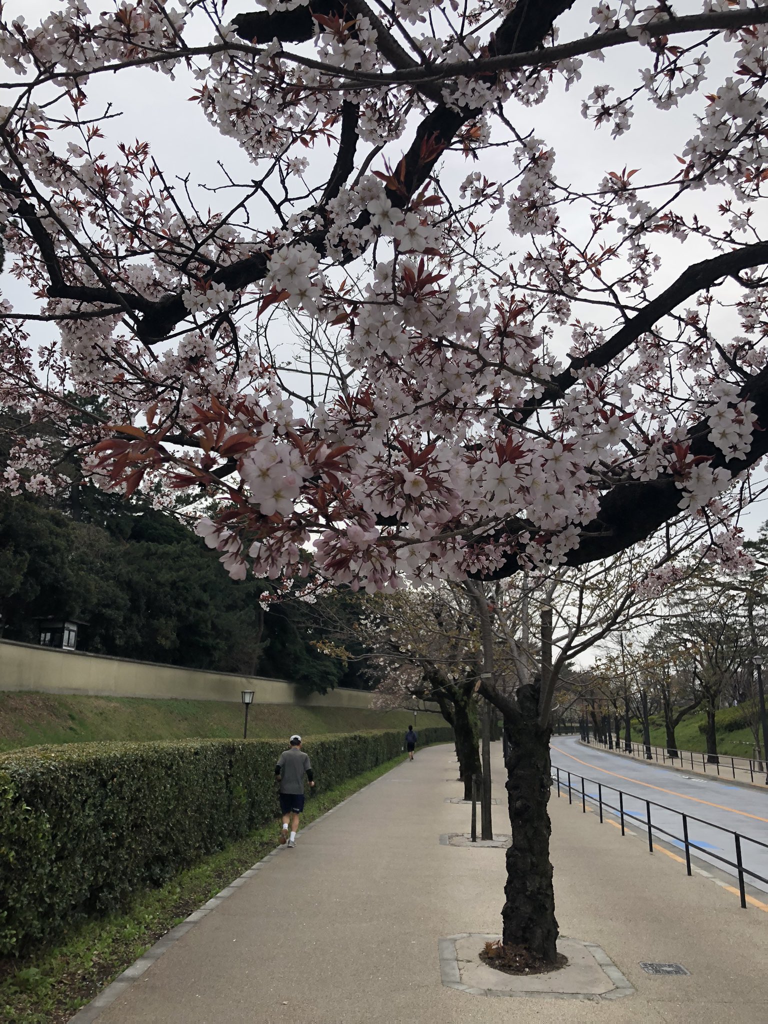Yuichi Ozawa 今朝は皇居周辺を 花見ラン まだ満開ではないけれど あちらこちらに綺麗な桜 が咲いていて 気分良く15kmをフィニーシュ T Co Ptviujnzdu Twitter