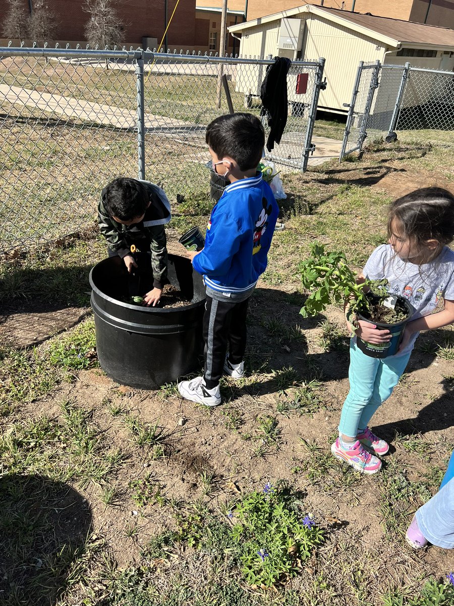 mrsleticiaberry's tweet photo. A glorious day to plant! 🍅 &🌿next up native pollinators #nisdprojectACORN #NISDElemscience #NISDCole https://t.co/okVelgnfGl