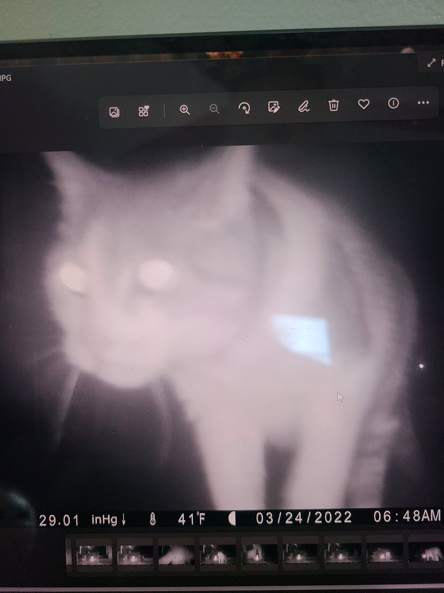 PSA: my moms are making me say that apparently surprise "Spring Break" where I adventure illegally around the neighborhood park for 11 days are not allowed/correct cat behavior. I apologize for being a poor example to my kitten friends. Here is my mug shot #TrailCam #FreePatches