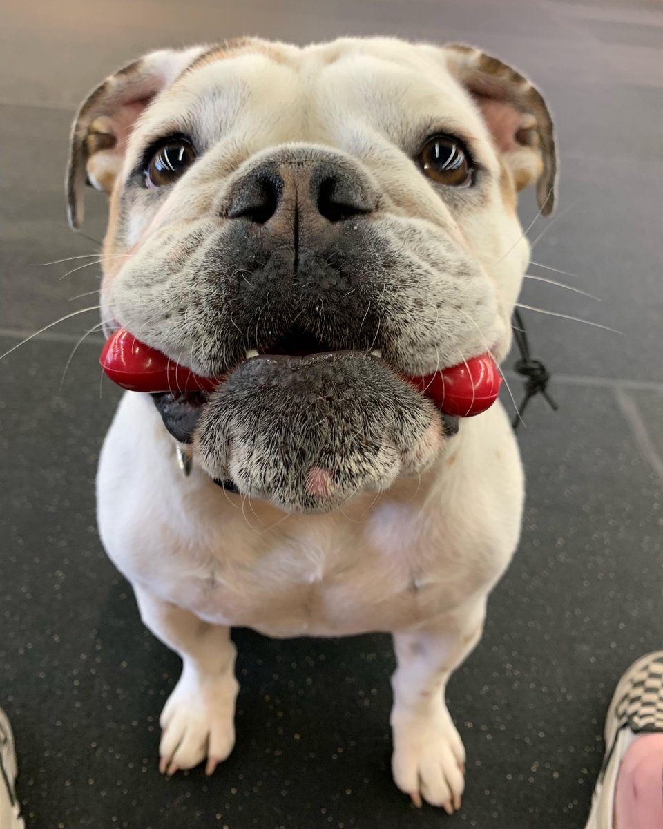 PCDogTraining's tweet photo. “Bone?… what bone??” -Mika #bulldogsofinstagram https://t.co/rc1VokO126