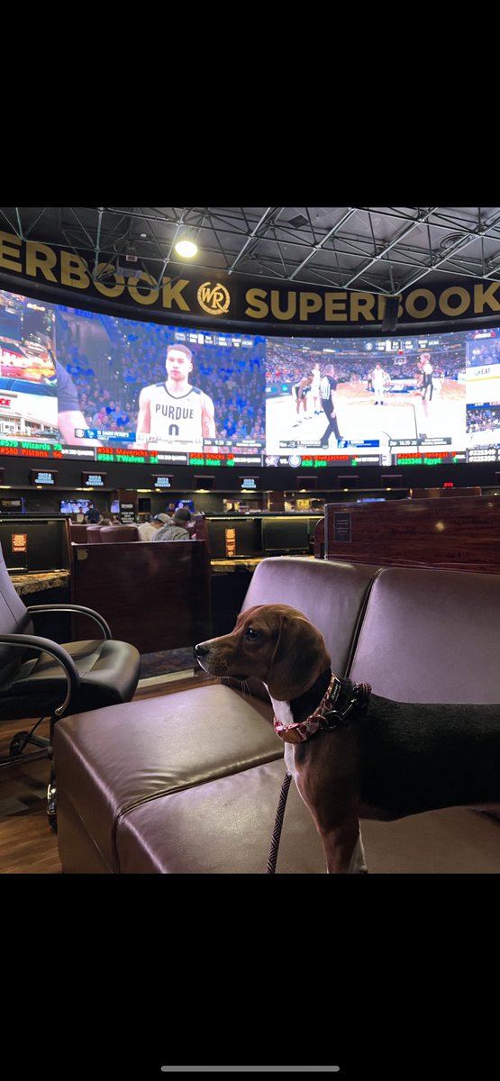 VIP’s <a href="/vegasmurray/">John Murray</a>⁩ &amp; best friend Ellie enjoying bottle service in the ⁦<a href="/SuperBookNV/">SuperBook Nevada</a>⁩. Is it an underdog night?