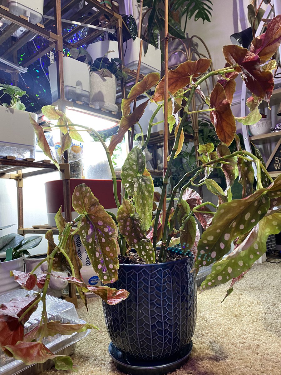 LightBringer50's tweet photo. #unruly #planttwitter what’s your unruly child? This one has some striking resemblance to myself. #Redhead all over. https://t.co/ej2s7XXzgi