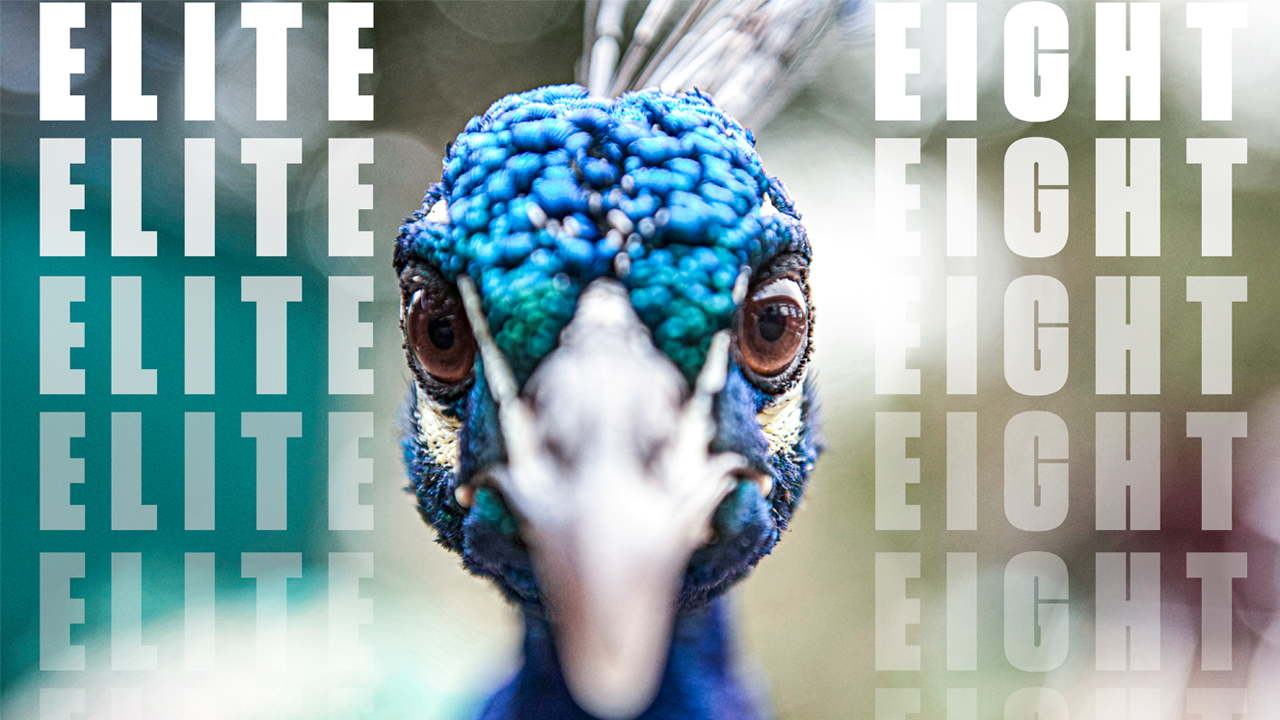 CBS Sports on Twitter "On National Peacock Day. Of course. https//t.co/xmwCCM4mGM" / Twitter