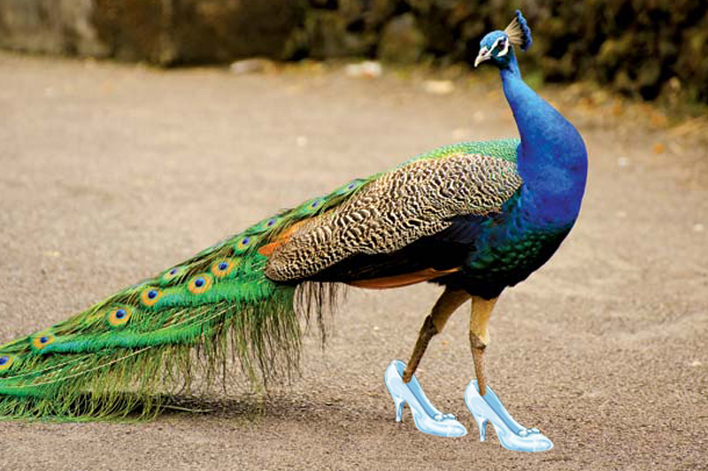 CINDERELLA IS STILL STRUTTING!!!!!!!!!