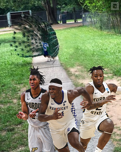 HAPPY NATIONAL PEACOCK DAY 🦚

SAINT PETER'S SENT THREE TEAMS RUNNING 🤣