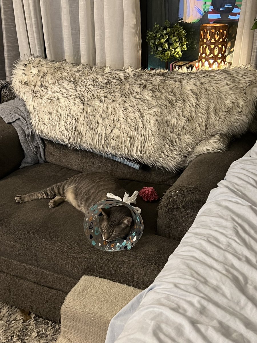 KindHippieSoul's tweet photo. Just got back from the Vet ER again. Meep keeps getting his cone off and his tail was bleeding π©Έ just a tiny bit. Better safe than have to amputate a tail π€¨
Dr. Hunter @TheVEGolution said his tail was looking good and he got a cute gauze harness with a bow π»
#catsofchicago https://t.co/Kii8pl0s0V