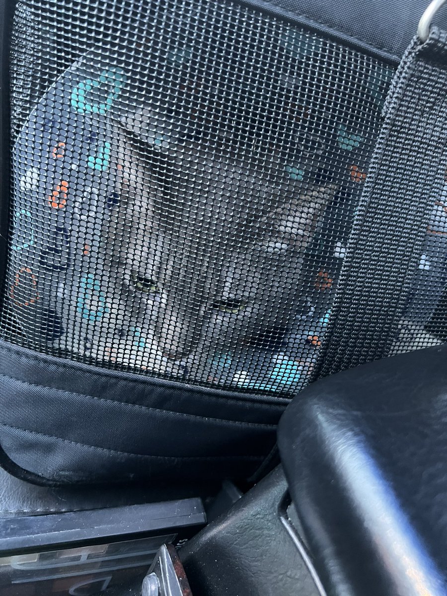 KindHippieSoul's tweet photo. Just got back from the Vet ER again. Meep keeps getting his cone off and his tail was bleeding π©Έ just a tiny bit. Better safe than have to amputate a tail π€¨
Dr. Hunter @TheVEGolution said his tail was looking good and he got a cute gauze harness with a bow π»
#catsofchicago https://t.co/Kii8pl0s0V