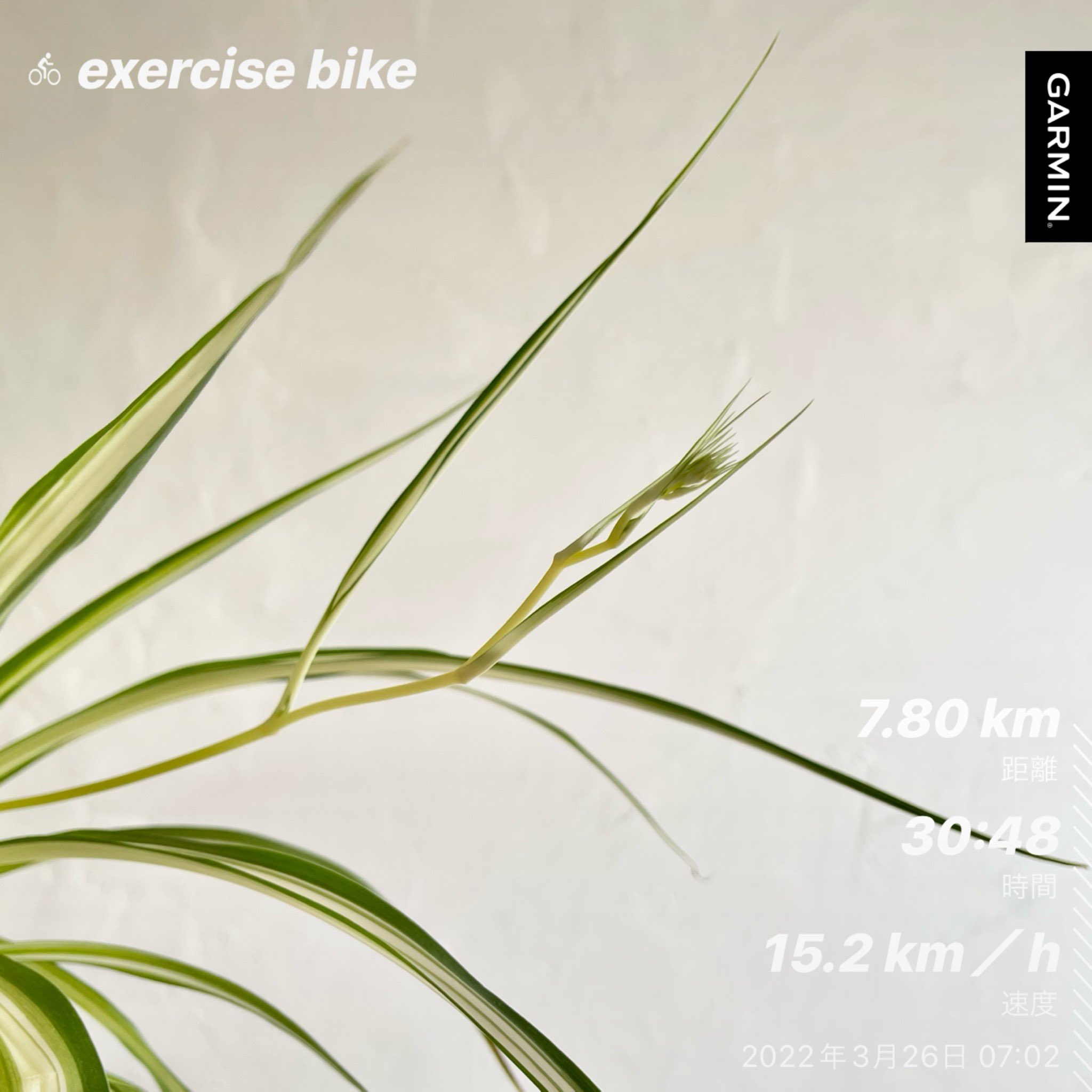 Mayuri Ito おはようございます 313日目 昨夜は 打ち上げオンライン宴会 3時まで 楽しみました 今朝は 折鶴蘭のつぼみを発見 花咲きそう 新たな楽しみ出来ました 朝活は エアロバイク 30分 朝活 運動記録 室内バイク 折鶴蘭 花言葉 祝賀 Mayuri Ito おはようございます 313日目 昨夜は 打ち上げオンライン宴会 3時まで 楽しみました 今朝は 折鶴蘭のつぼみを発見 花咲きそう 新たな楽しみ出来ました 朝活は エアロバイク 30分 朝活 運動記録 室内バイク 折鶴蘭 花言葉 祝賀