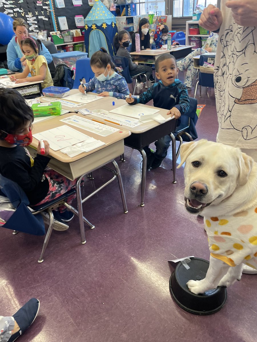 rina_horne's tweet photo. “Finn”tastic Fridays @ps212k #comfortdog . practicing our letter formation and sound recognition#Fundations  Finn gives feedback yes/no  #assessment @BKSouthClimate @BKSOUTHCOUNSEL @DOEChancellor @ofdc_nycschools @D21_Community https://t.co/EQIcapLU88