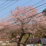 ツイートに含まれる画像