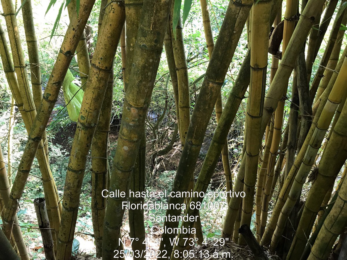 Ana Maria Ardila tweet media