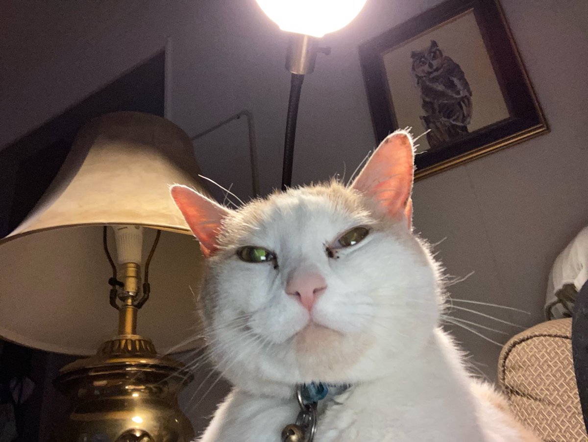 Hey all you 🐈🐈‍⬛on Twitter I know it’s #Caturday but if you can answer 1 ? I have I would be very 😸😻What’s the secret to posting a Tweet that gets lots of likes? Would ❤️ to hear some ideas 😸😻