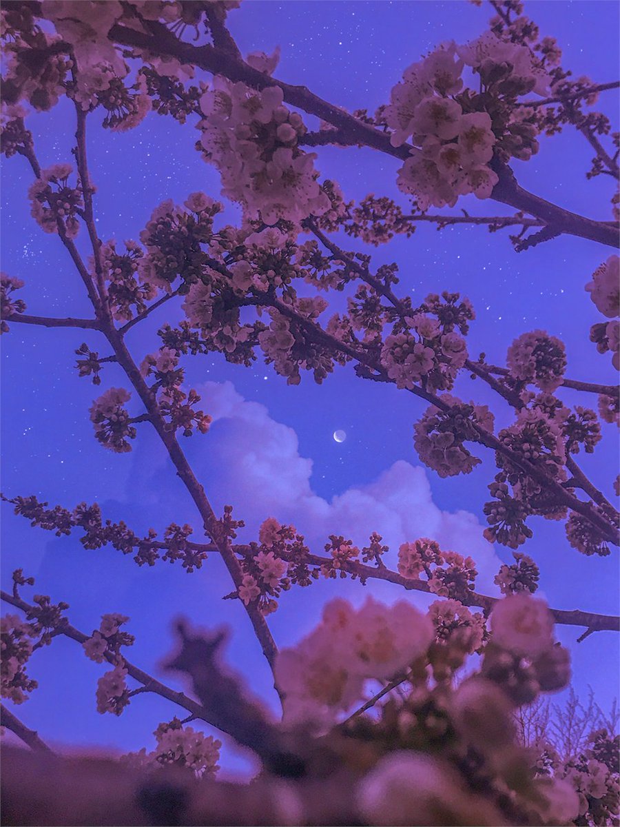🖼 WoWFund March curation 🖼

We placed a bid on "Endless Night" by <a href="/notpoorvi/">notpoorvi</a> ✨

Poorvi is a self-taught artist from BC, Canada 🇨🇦 She creates angelic and surreal digital collages that are inspired by nature and spirituality, while exploring a connection with one's higher self.